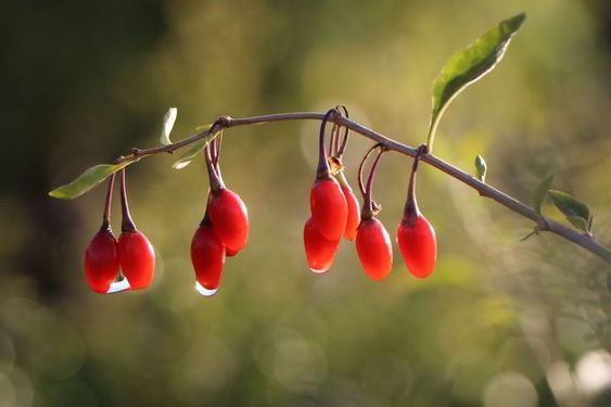 میوه لیسیوم درمانگر چین باستان